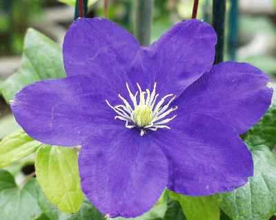 Picture of Clematis 'Lady Northcliffe'