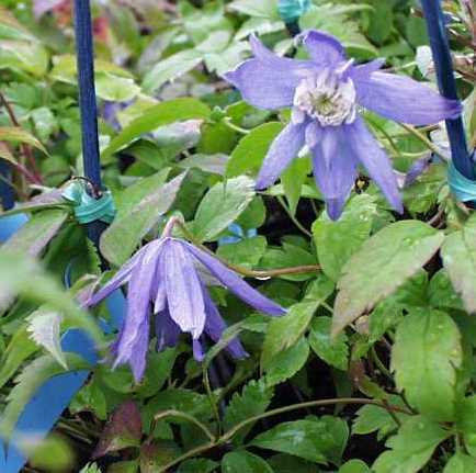 Picture of clematis macropetala Blue Bird