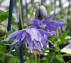 Clematis macropetala 'Maidwell Hall' - click to enlarge