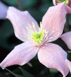 Picture of clematis montana 'Elizabeth' - click to enlarge