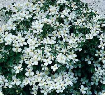 Picture of Clematis montana grandiflora