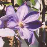 Picture of Clematis variety 'Mrs Cholmondeley'
