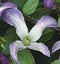 Picture of Clematis texensis 'Pagoda'