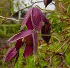 Picture of Clematis 'Pruinina'