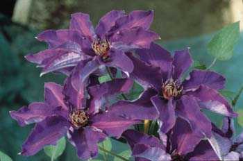 Picture of Clematis 'The President'
