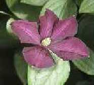 Picture of Clematis viticella 'Etoile Violette'