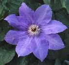 Picture of Clematis 'W E Gladstone' - click to enlarge.
