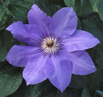 Picture of Clematis 'W. E. Gladstone'
