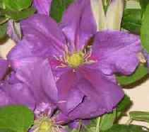 Picture of Clematis 'General Sikorski'