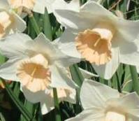 Daffodil 'passionale' - another Easter flower. 