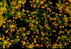 Dill herb with flower heads