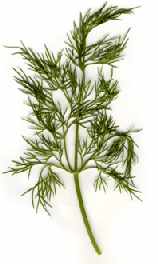 Dill herb picture