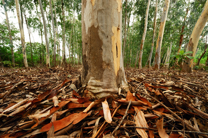 Eucalypt Species