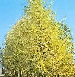 European Larch