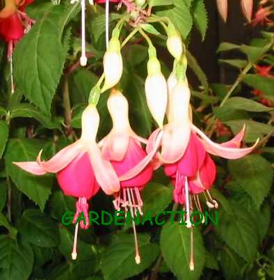 GardenAction picture of Fuchsia Celia Smedley