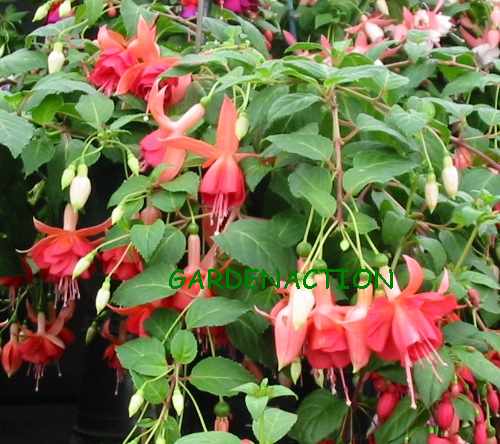 Picture of Fuchsia Dancing Flame