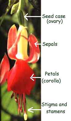 picture of fuchsia celia smedley