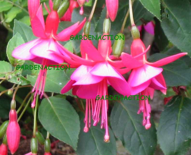 Fuchsia picture -Beacon Rosa