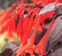 picture of fuchsia thalia