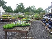 Outdoor plants area at Chard Garden Centre