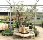 Fully grown olive tree for sale in the UK