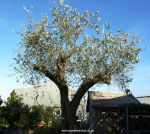 Olive Tree for sale