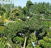 Topiary at Longacres Garden Centre