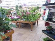 Houseplants in the indoor sales area