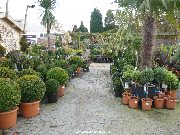The outdoor plants area