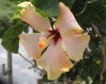 Pink hibiscus