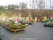 Plants area at the Trowell Garden centre