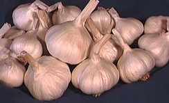 garlic picture - fresh or wet garlic is the cook's ideal