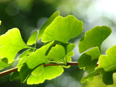 Ginkgo Leaves