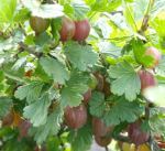 Gooseberry variety Hinnomaki Red