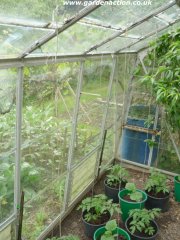 Supporting greenhouse tomatoes with string