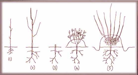 Growing rootstocks 