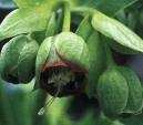 Helleborus foetidus - click to enlarge picture
