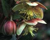 helleborus sternii - click picture to enlarge