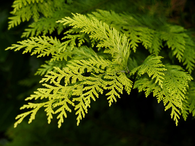 Lawsoniana Tree