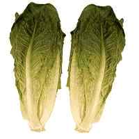 Picture of Cos Lettuce