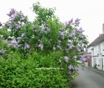 Lilac vulgaris lavendar blue, click picture to enlarge