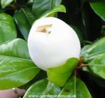 Magnolia grandiflora Charles Dickens flower forming
