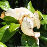 Magnolia grandiflora Charles Dickens flower opened