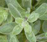 marjoram herb picture