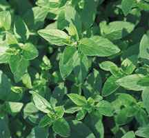 marjoram picture, the herb