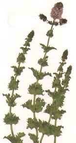 picture of mint variety