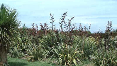 New Zealand Flax