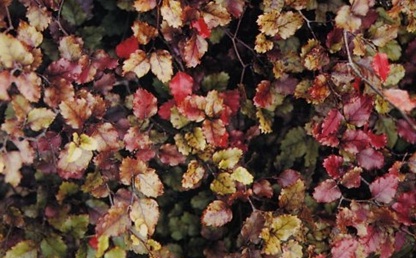 Nothofagus fusca