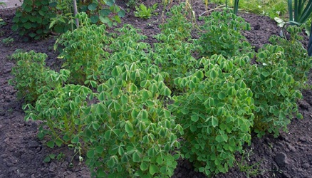 potato growing in containers