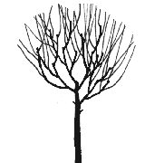 Plum Tree bush type